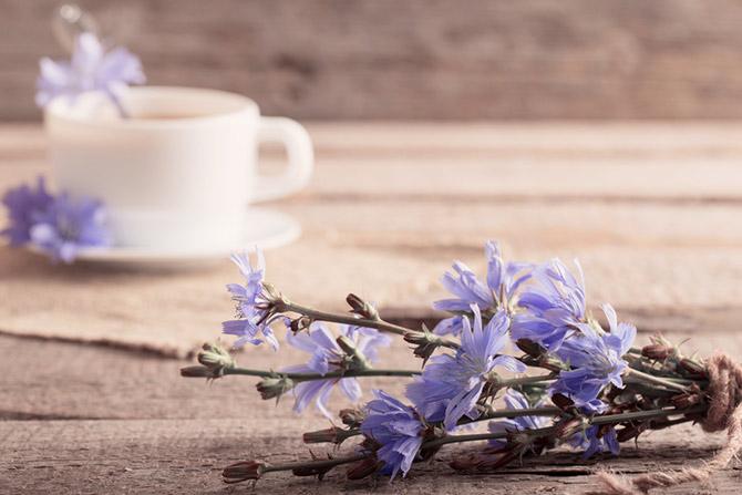 วิธีการเก็บเกี่ยวชิโครี