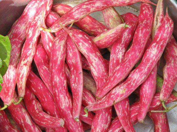 ถั่วหลากหลายชนิด