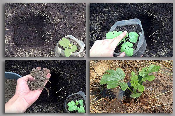 สวนแตงโม