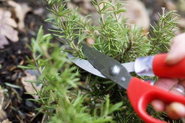 tailler les buissons