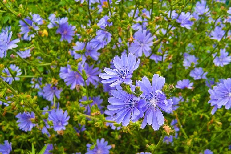 วิธีการเก็บเกี่ยวชิโครี