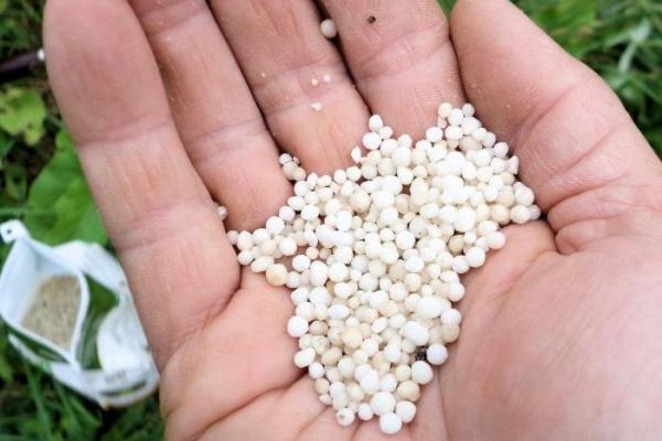 การใส่ปุ๋ยบาร์เบอร์รี่