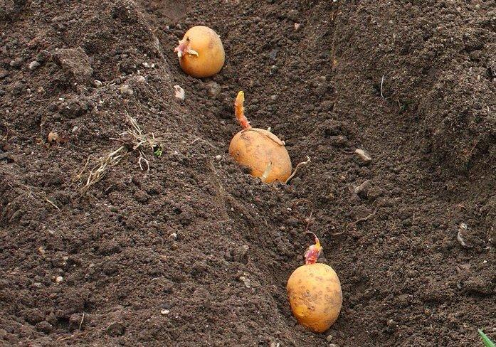 การปลูกมันฝรั่ง Jewel