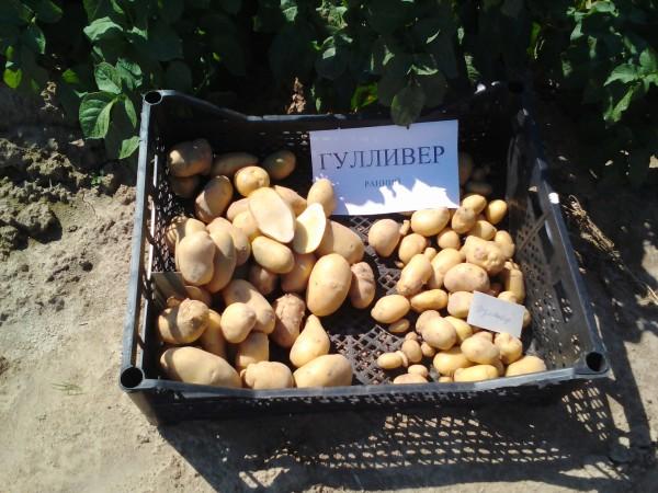 มันฝรั่งกัลลิเวอร์