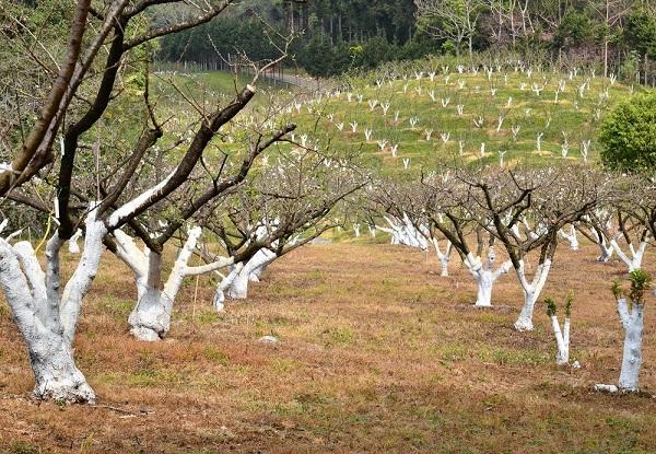 การตัดแต่งต้นแอปริคอตในสวน