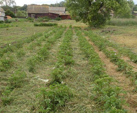 การคลุมดินมันฝรั่ง