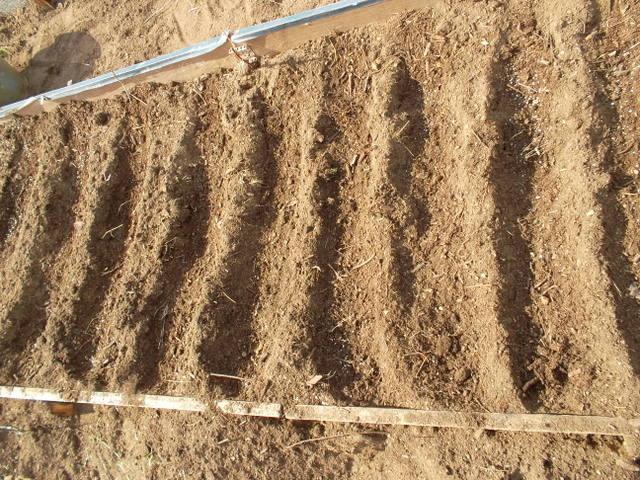 เวลาหว่านเมล็ด