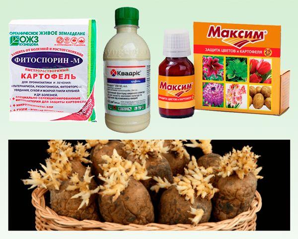 แม็กซิมสำหรับมันฝรั่ง