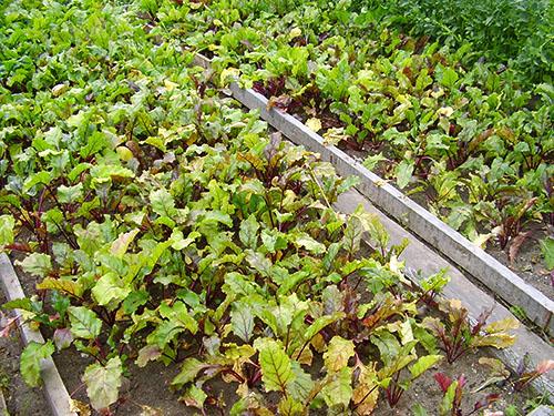 การปลูกในแปลงดอกไม้