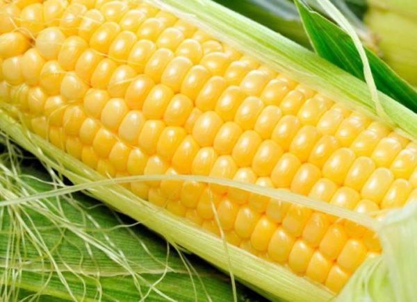 ลักษณะของผลไม้