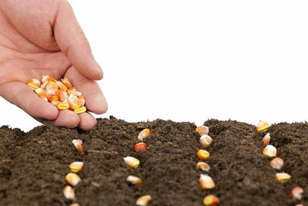 การปลูกเมล็ดพืช