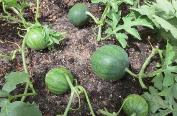 แตงโมชูก้าเบบี้