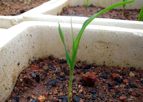 การปลูกข้าวโพด