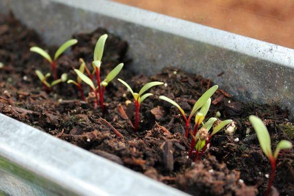 เวลาหว่านเมล็ด