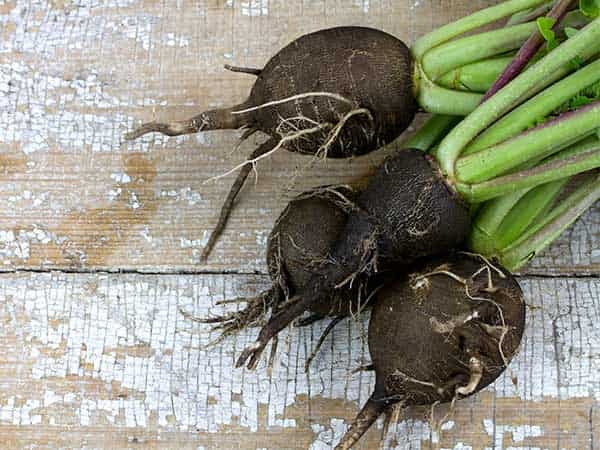 radis à peau noire