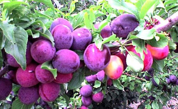 ลูกพลัมในสวน