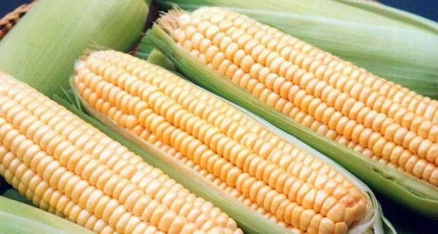 ซูเปอร์ซันแดนซ์ F1