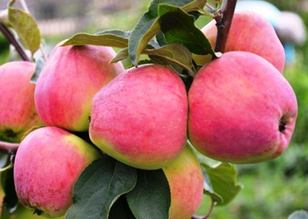 ประภาคารแอปเปิลซาโกรี