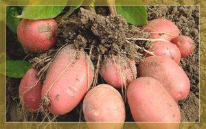 ลักษณะและลักษณะของมันฝรั่งพันธุ์ Arosa การปลูกและการดูแล