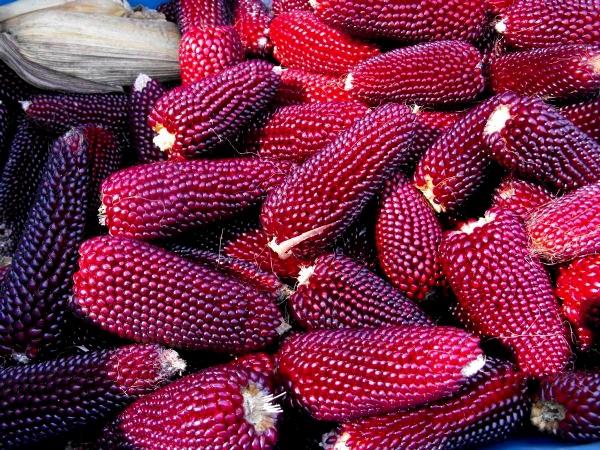 ข้าวโพดจำนวนมาก