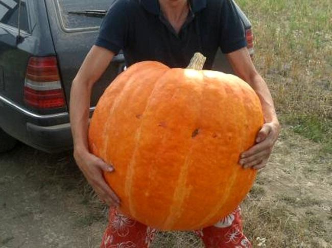 หลากหลายมาก