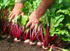 Est-il possible de planter des betteraves en juillet ? Conseils de semis et d'entretien.