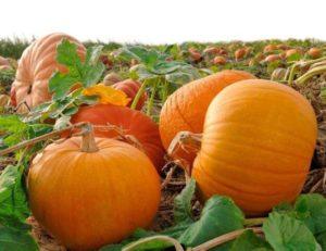 คำอธิบายพันธุ์ฟักทองผลใหญ่ 20 พันธุ์ที่ดีที่สุด พร้อมกฎการปลูกและการดูแล