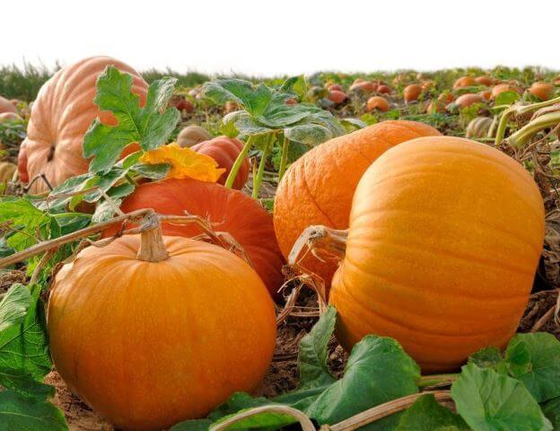 ฟักทองไททัน