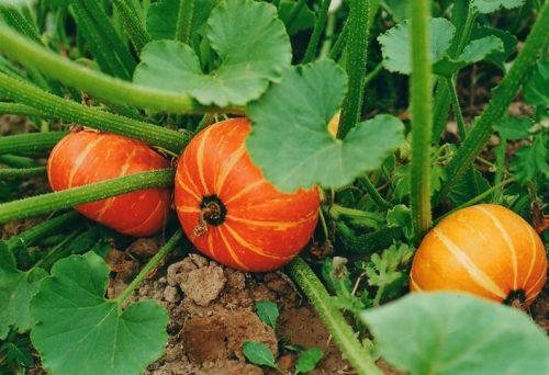 ฟักทองเคลือบน้ำตาล