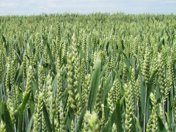 ทุ่งข้าวสาลี