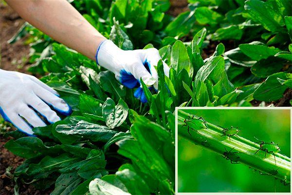 ศัตรูพืชหญ้าเปรี้ยว