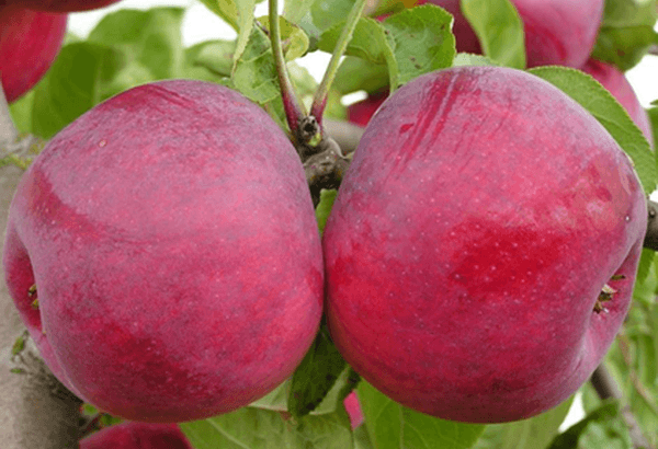 ความหลากหลายของความสุข