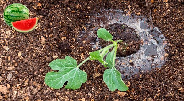 การปลูกแตงโม