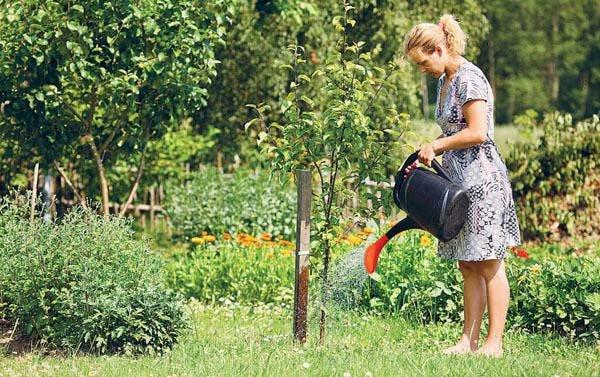 การปลูกต้นแอปเปิ้ล