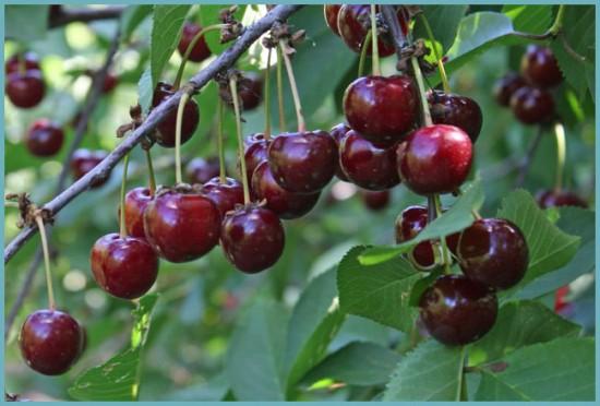 ช็อกโกแลตเชอร์รี่