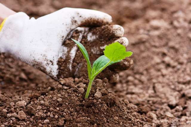 การปลูกพืช