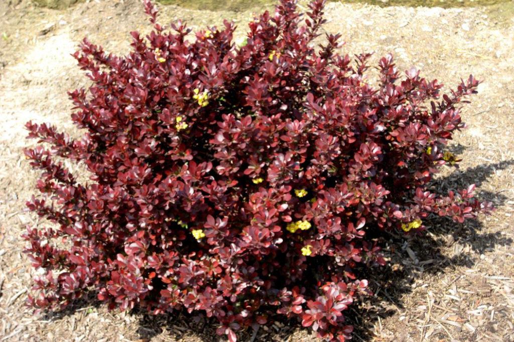 เอ็ด ชีฟ บาร์เบอร์รี่