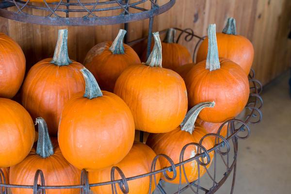 ฟักทองส้มเขียวหวาน