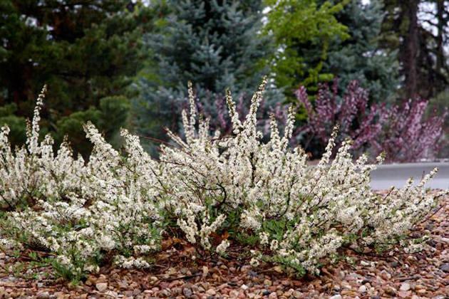 เชอร์รี่ทราย