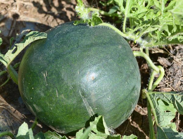 แตงโมในทุ่ง