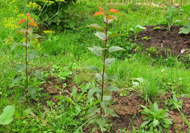 plants d'abricotiers