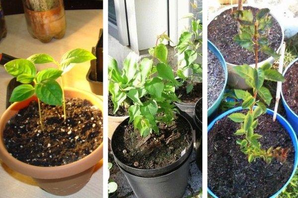 plantation et entretien