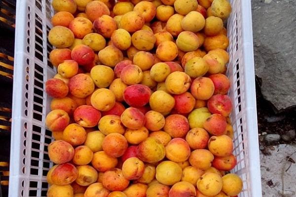 การคัดเลือกแอปริคอต