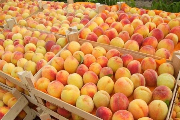 การเก็บรักษาแอปริคอต