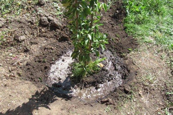 arroser les abricots