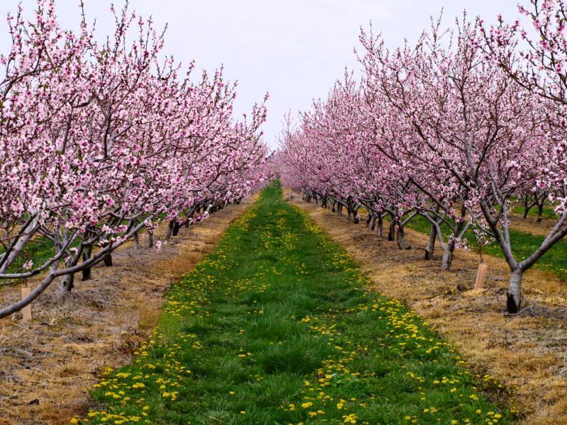 abricots dans la région de Moscou