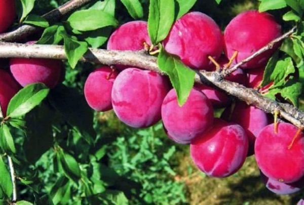 พลัมเชอร์รี่ทรงเสา