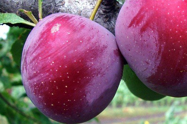 พลัมเชอร์รี่สุกช้า