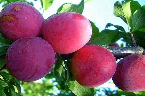 เชอร์รี่พลัมสำหรับภูมิภาคมอสโก