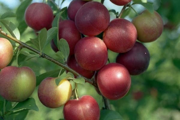 เชอร์รี่พลัมทับทิม